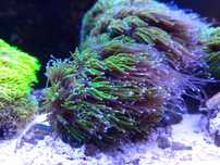 Galaxea  morskie