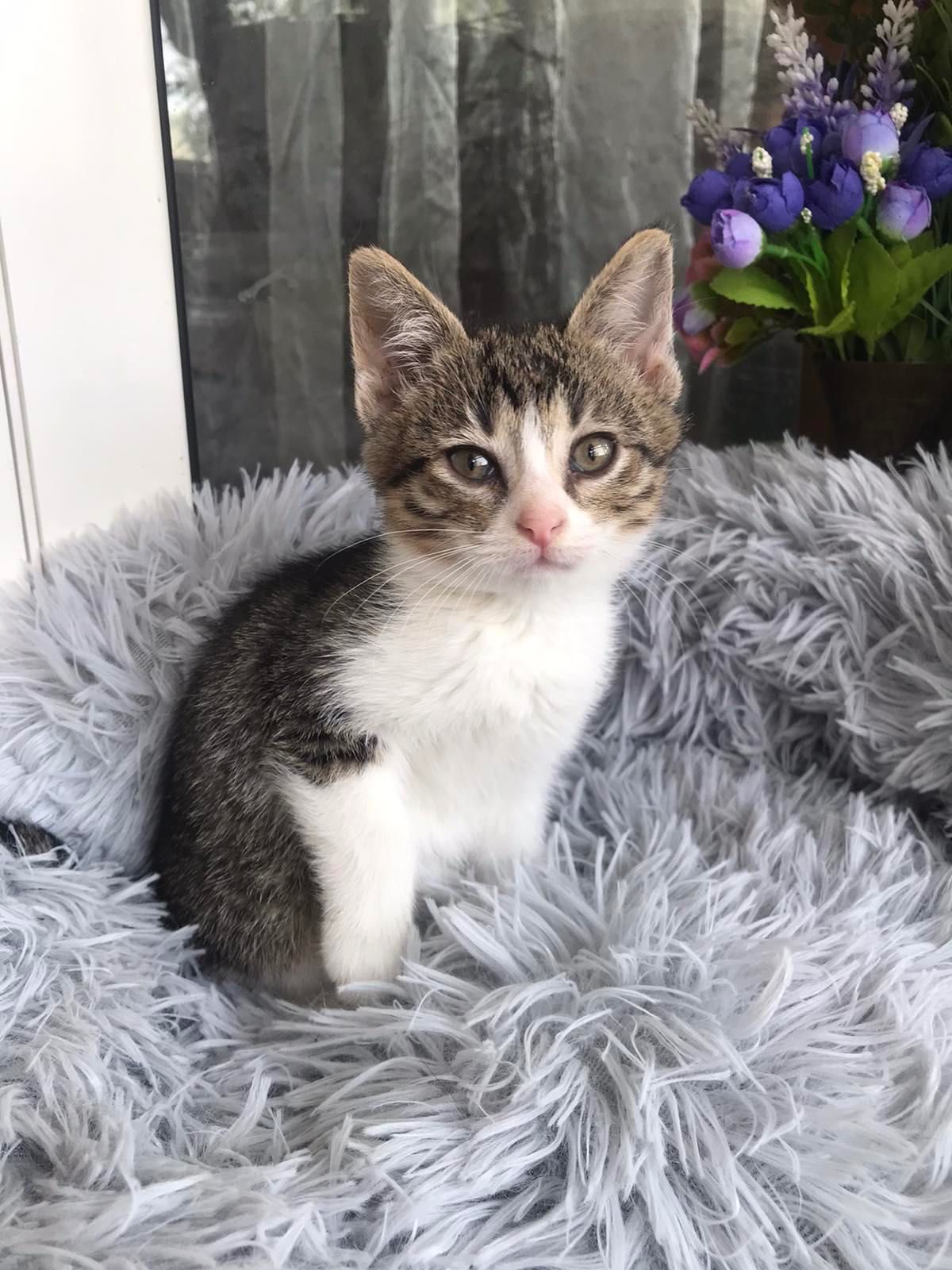 Котенок везунчик , победил смерть . Котенок бесплатно