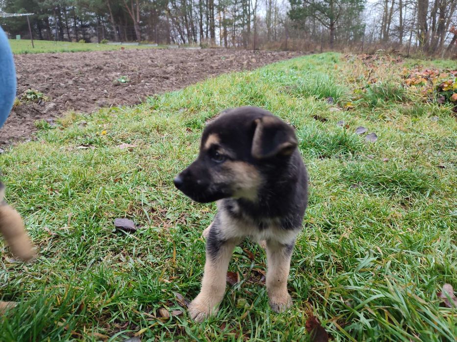 Oddam szczeniaki w dobre ręce