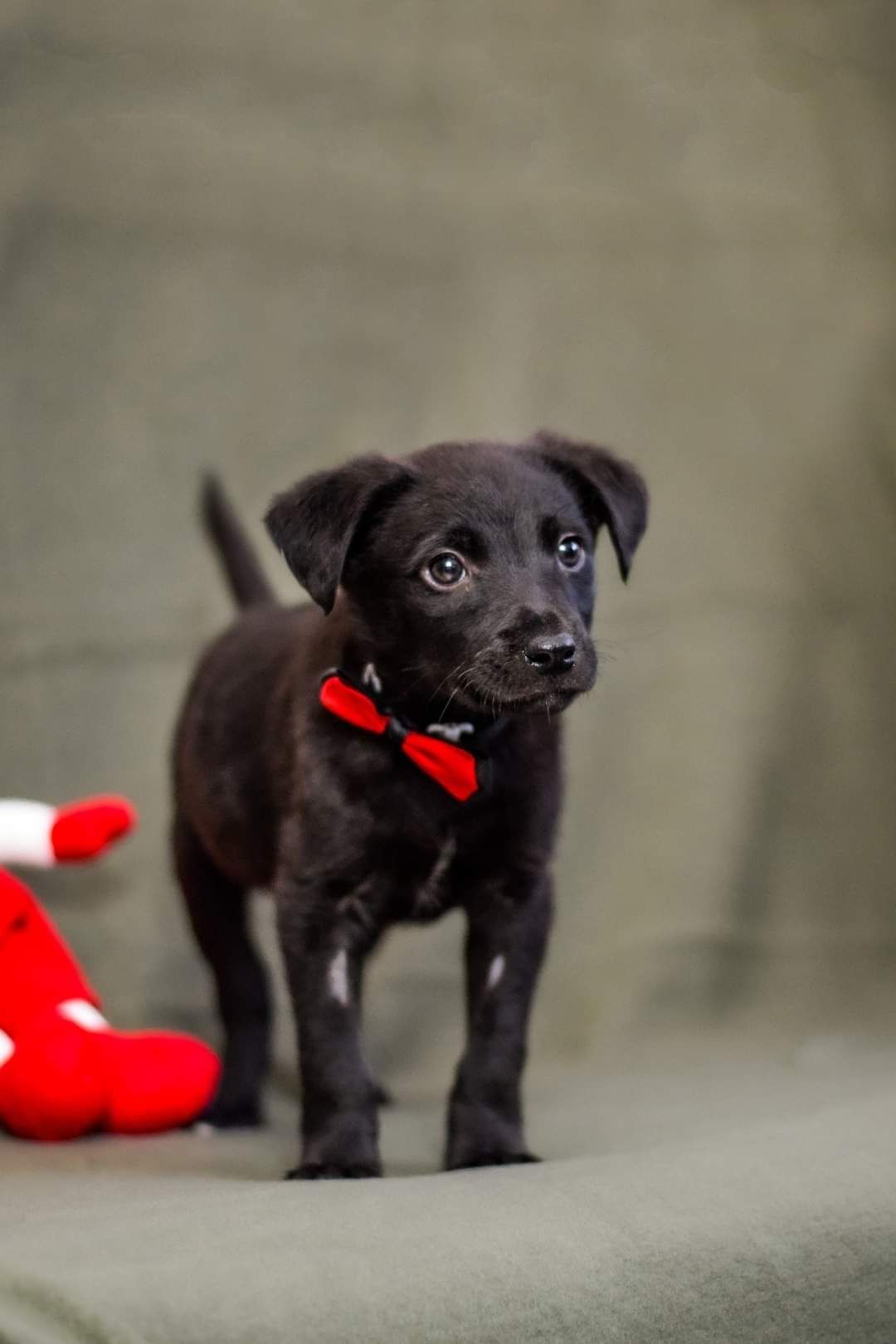 Piękny szczeniak do adopcji!