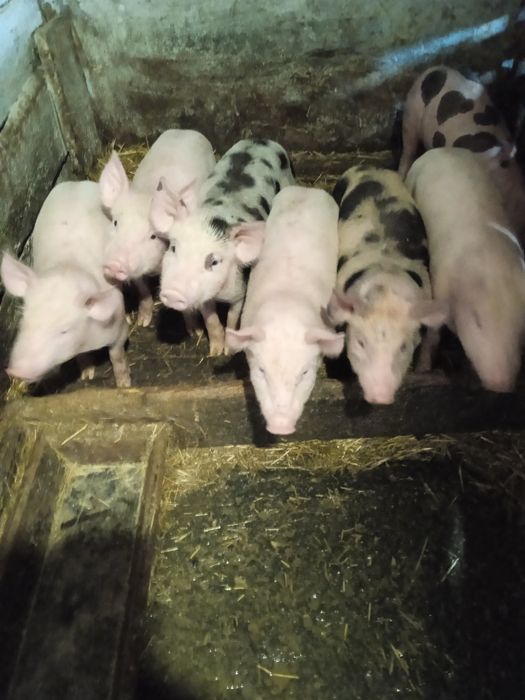 Поросята Ландрас