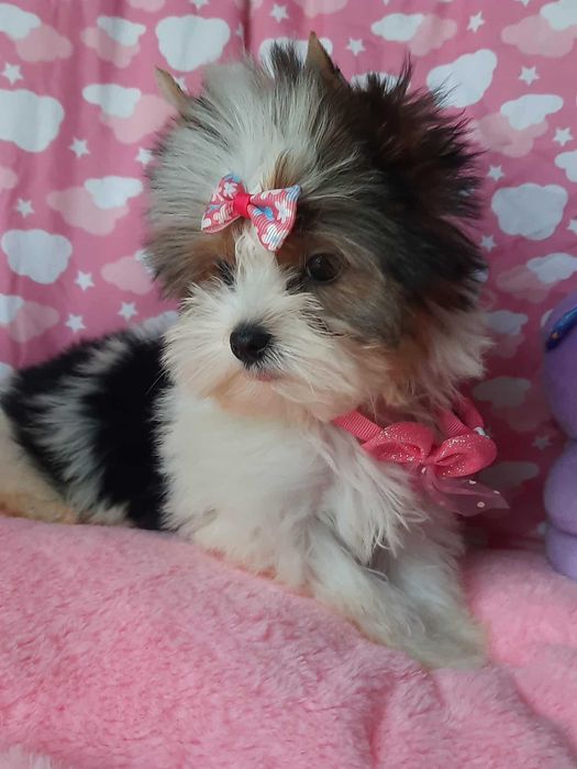 Biewer Yorkshire terrier suczka