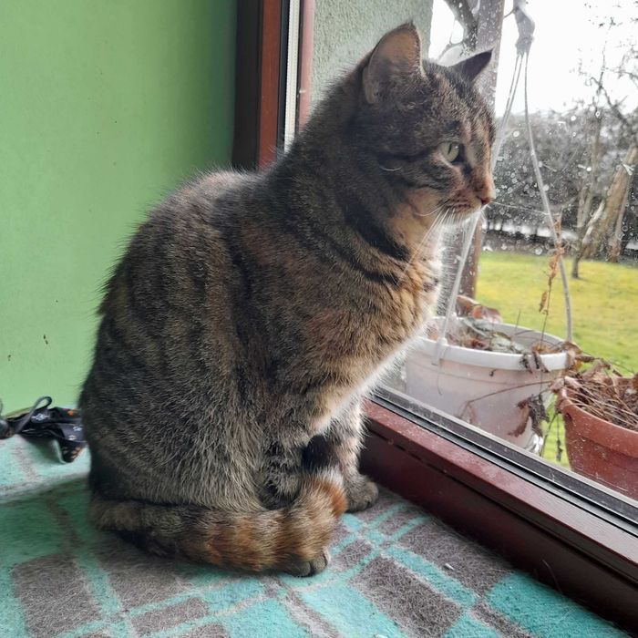 Takich kotków nie chce nikt...