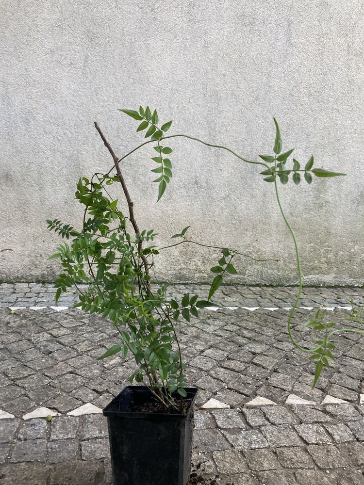 Planta de jasmin envasado
