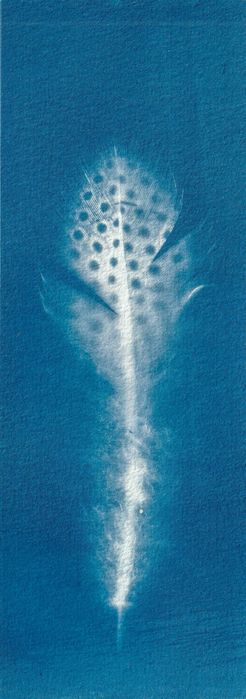 Cianotipia - Fotograma de pena de galinha de Angola.