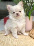 Cudowny FCI długowłosy piesek chihuahua