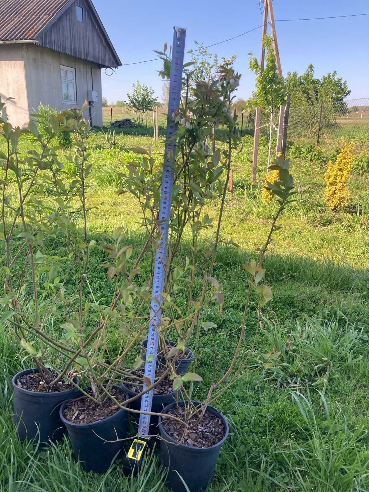 Садженці лохини гуртовий продаж