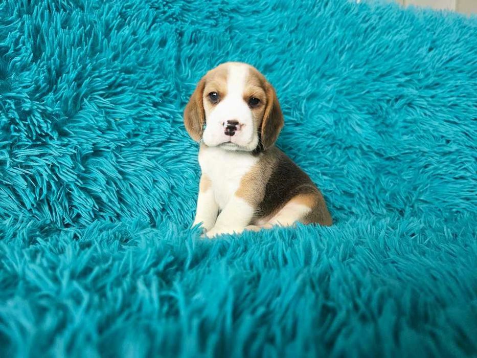 BEAGLE-szczeniak ZKwP, potencjał wystawowy