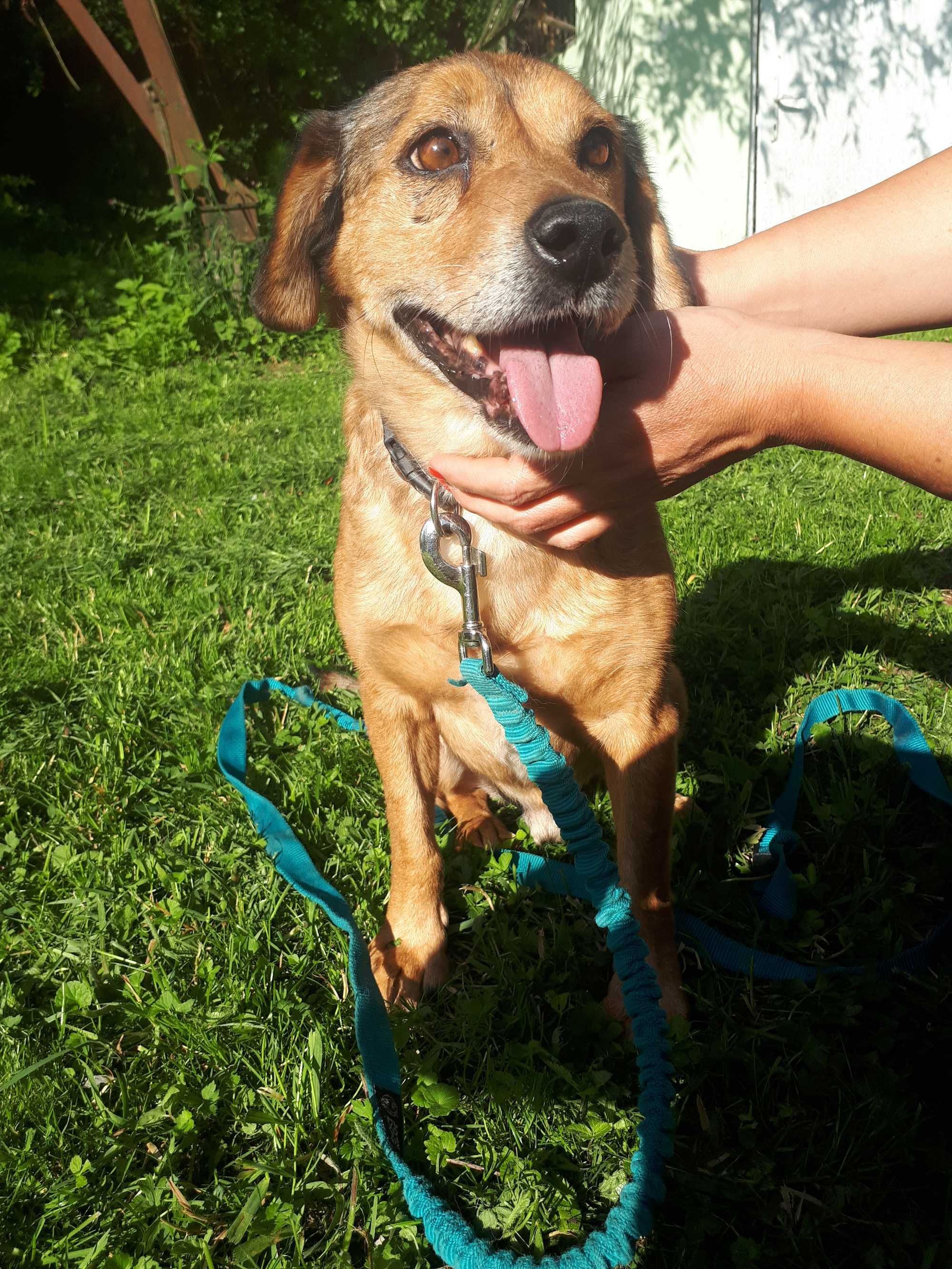 Adopcja kochany Rudy piesio