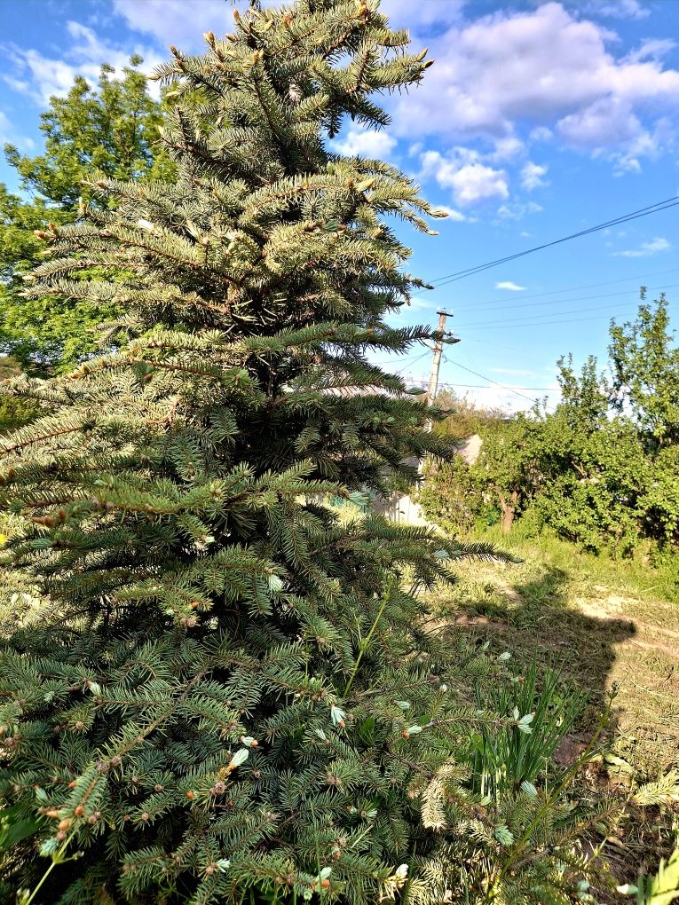 Продам отличный дом в Краснополье цена супер без % для покупателя