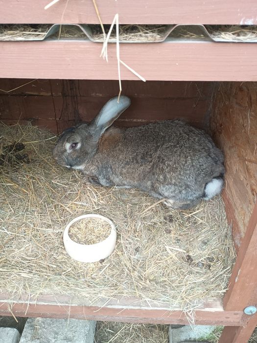 Królik kroliki młode olbrzym belgijski baran francuski