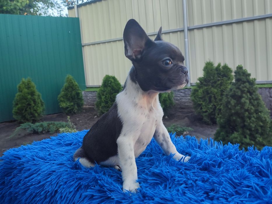 французский бульдог мальчик и девочка