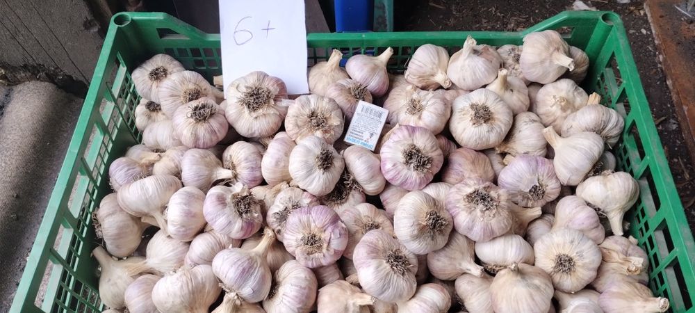 Продається часник "Любаша"