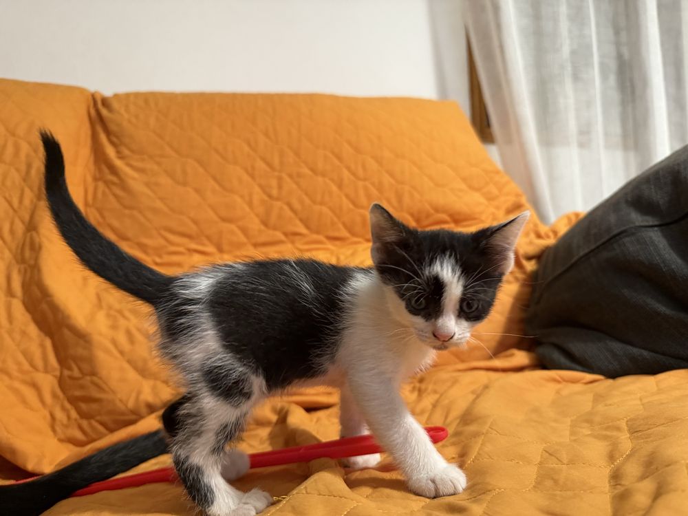 Gatinho macho para adopção