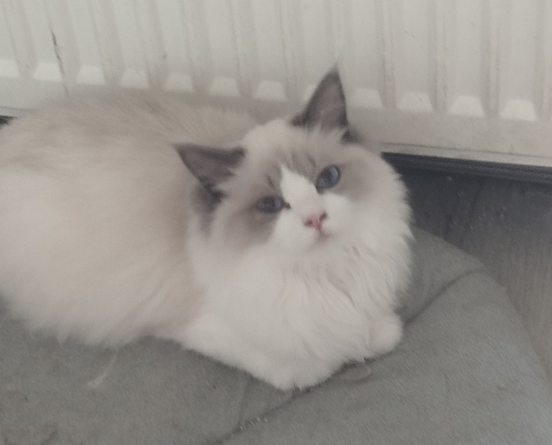 Ragdoll kotka 4 miesięczny