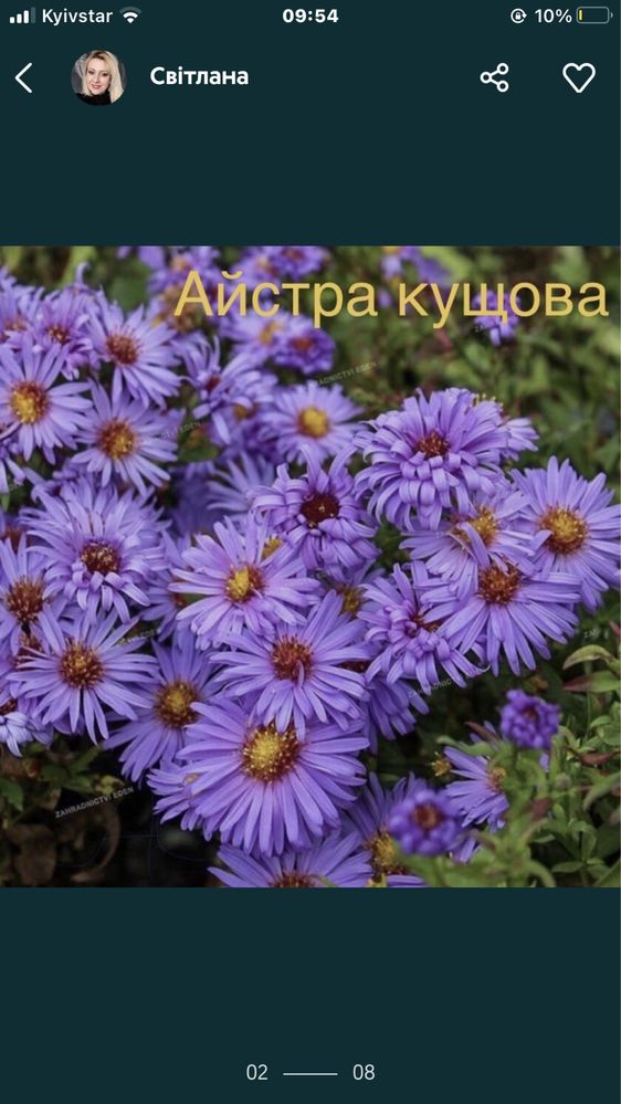 Айстра верескова, різного кольору і висоти.