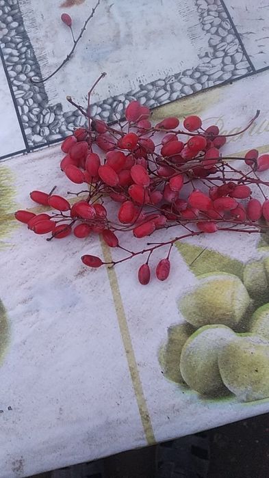 Барбарис ( амурський) врожай 2025 року