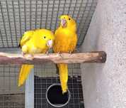 Casal REPRODUTOR de Guarubas