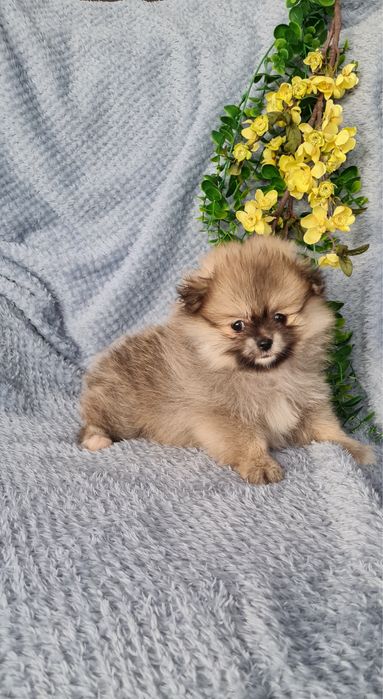 Estupenda mini Lulu da Pomerânia / Spitz Alemão Anão de Qualidade