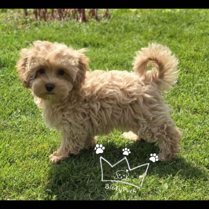 Maltipoo F1 beżowe toy badania paszport wyprawka