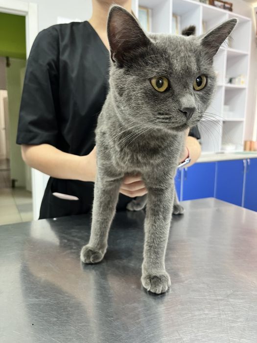 Британець 10м. шукає родину