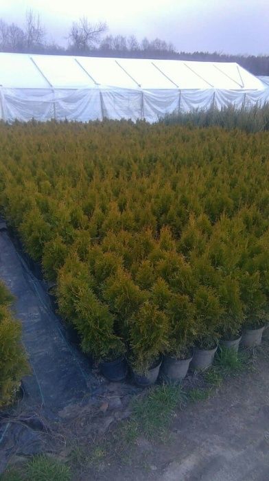 Thuja szmaragd, smaragd, brabant, braband, cyprys, jałowiec, jodła