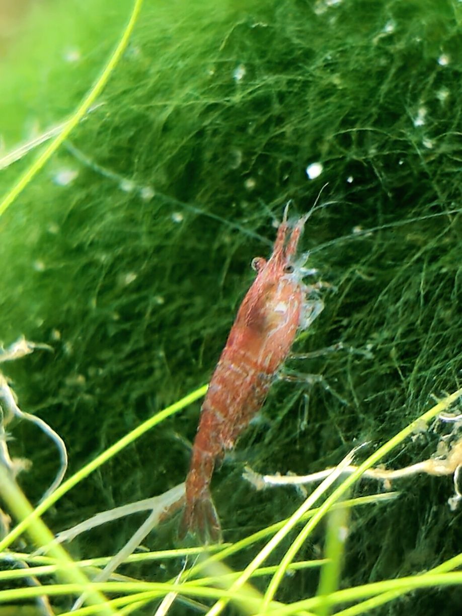 Krewetki Neocaridina Mix