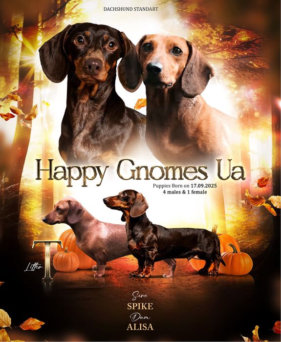 Гладкошерстна стандартна такса цуценята