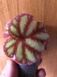 Бегония Begonia Versicolor