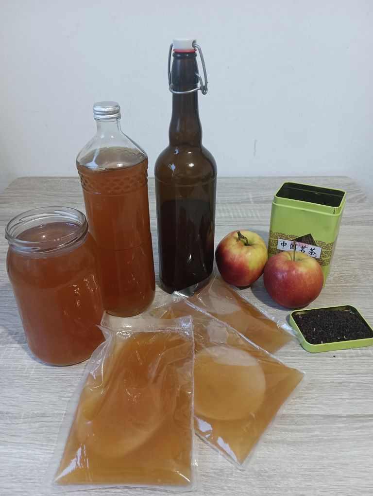 Kombucha starter grzyb herbaciany scoby