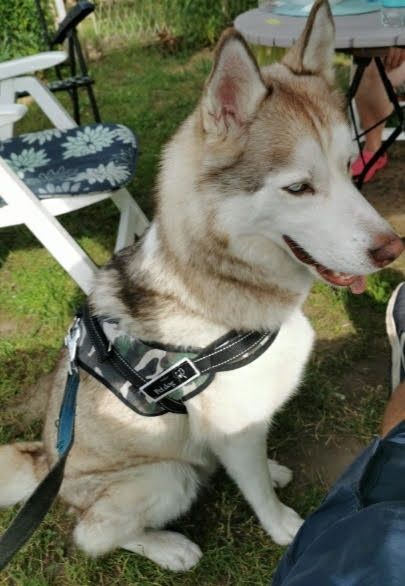 Zaginął husky syberyjski