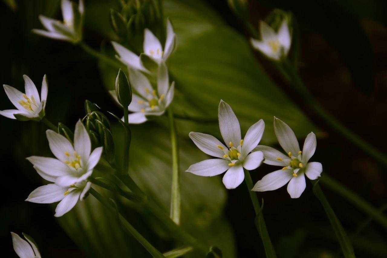 Фотограф по Каменскому