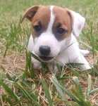 Jack Russell Terrier