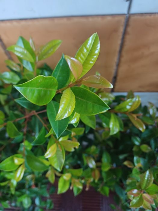 Eugenias myrtifolias