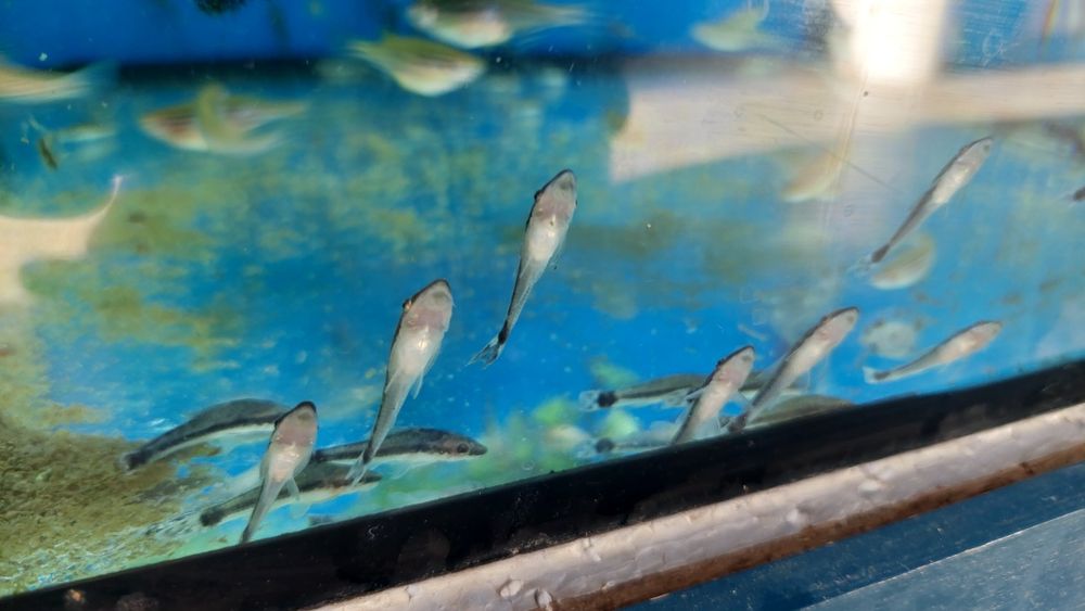 Otosek przyujściowy (Otocinclus affinis) AKWAWIN WYSYŁKA