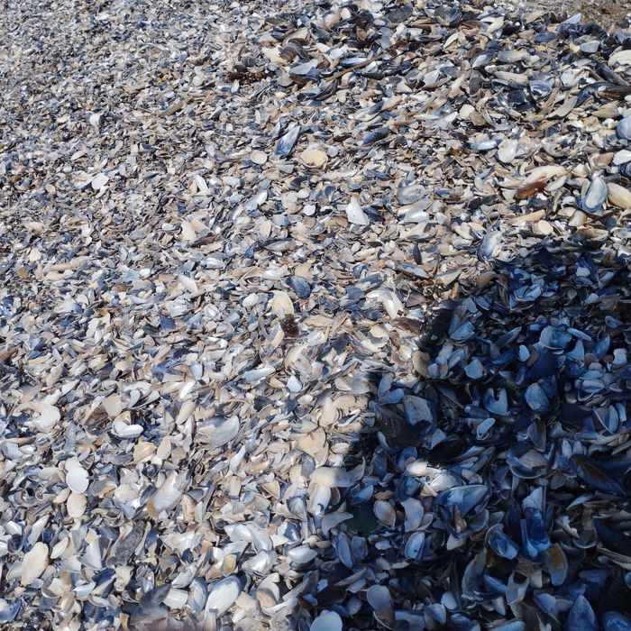 Ракушка (мушля) кормова морська