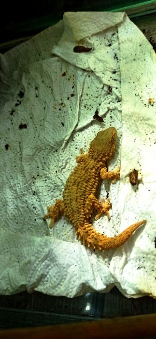 tarentola parvicarinata