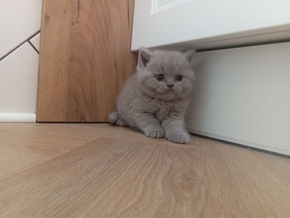 Śliczne kocurki , kotki brytyjskie niebieskie,liliowe