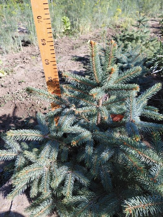 Саджанці блакитна ялинка Маджестік Блю, саженцы ель голубая  Маджестик