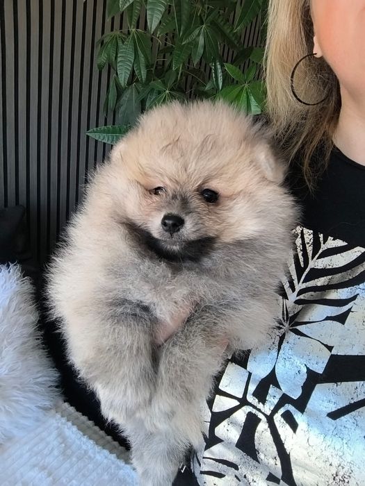 spitz alemão anão com LOP