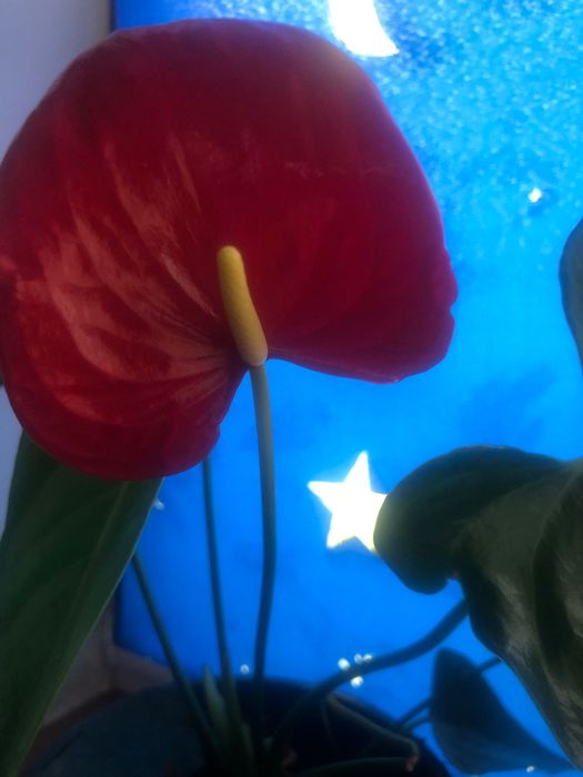 Рослина кімнатна