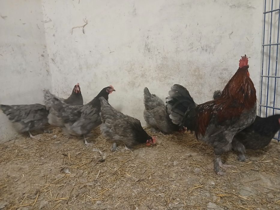 Marans blue jaja lęgowe
