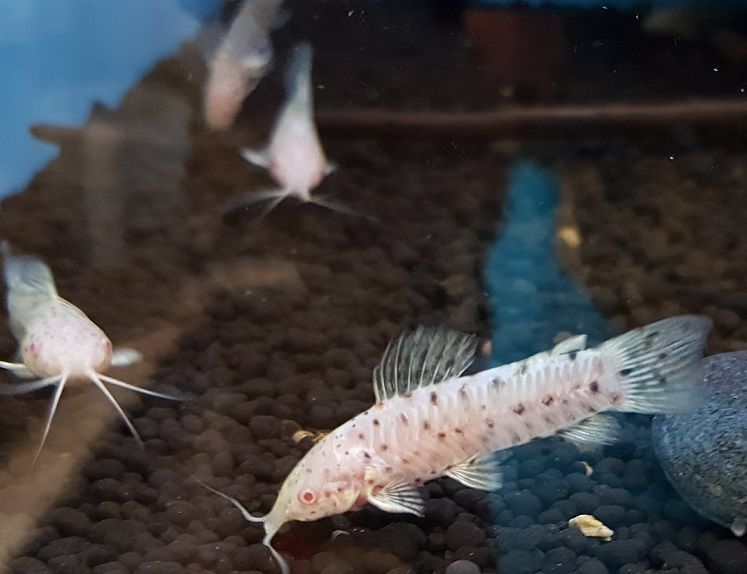 Kiryśnik albino ok 4 cm Warszawa od Tapajos.pl