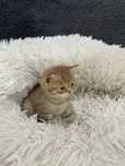 gatinho golden tabby