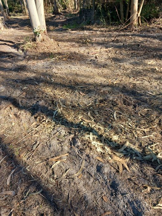 Limpeza de mato e serviços de jardinagem