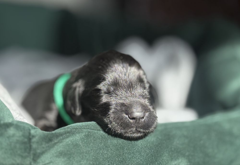 FLAT COATED RETRIEVER - czarna dziewczynka odb początek Grudnia