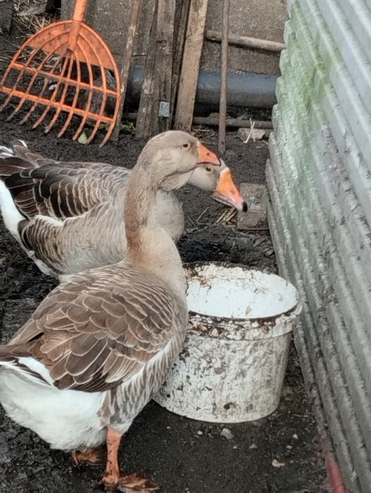 Sprzedam gęsi pare