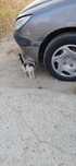Gatos para a dotar
