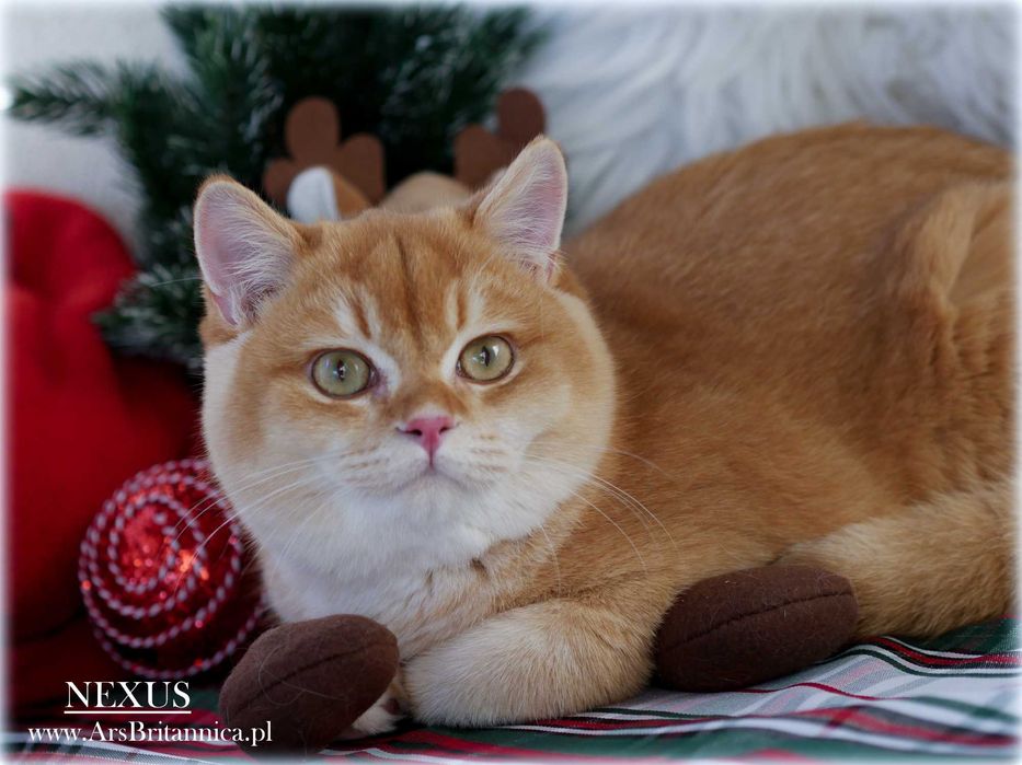 Nexus - Jedyny Cynamonowy Złoty Szynszylowy Kocurek BRI oy 12 na olx!