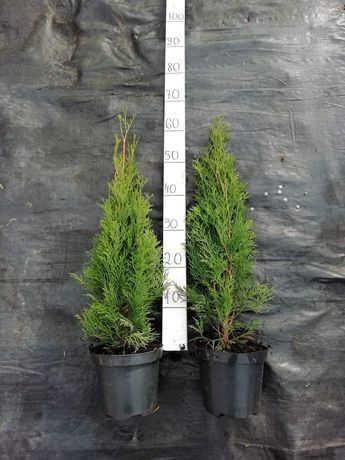 Tuja szmaragd (thuja) 50-150cm Doniczka